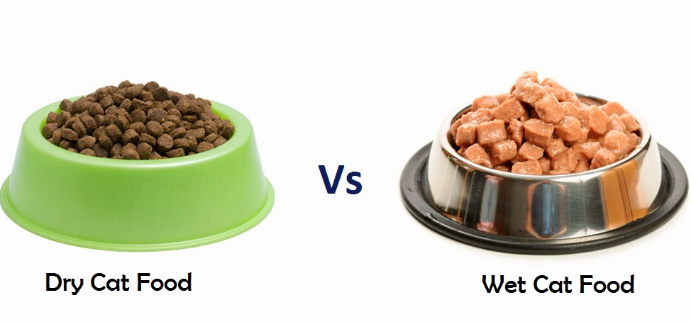 wet cat food vs dry cat food