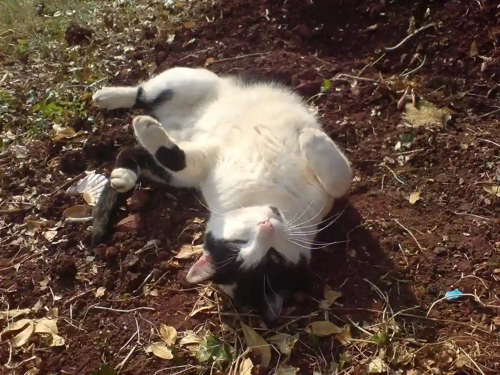 Why does my cat roll in the dirt